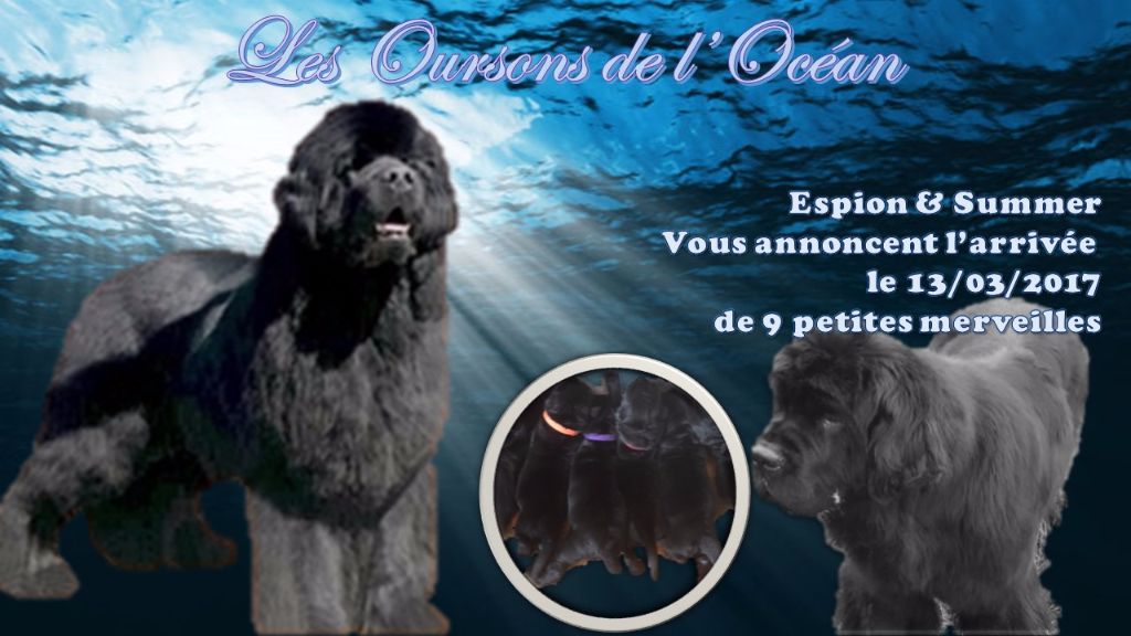 des Oursons de l'Océan - NAISSANCE du 13/03/2017